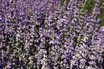 Beautiful purple blooming lavender