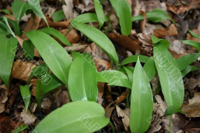 Ramson in spring