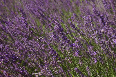 Beautiful purple blooming lavender