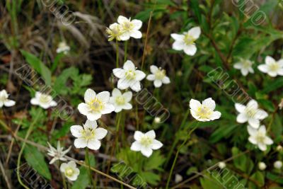 wild flowers wild flowers
