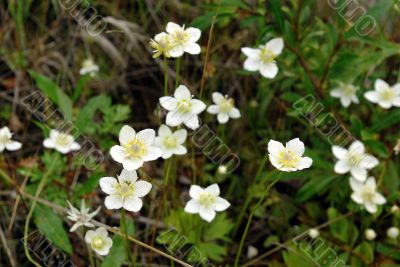 wild flowers