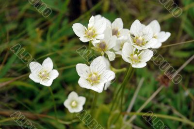 wild flowers wild flowers