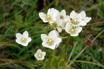 wild flowers