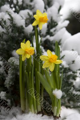 yellow daffodil in the snow yellow daffodil in the snow