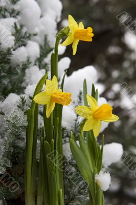 yellow daffodil in the snow yellow daffodil in the snow