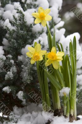 yellow daffodil in the snow yellow daffodil in the snow