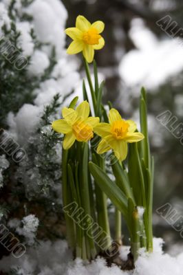 yellow daffodil in the snow yellow daffodil in the snow