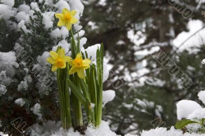 yellow daffodil in the snow yellow daffodil in the snow