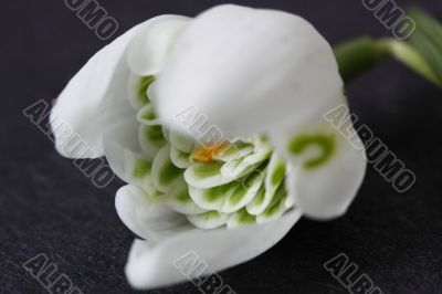 snowdrop snowdrop