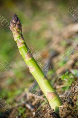 Asparagus Spear detail