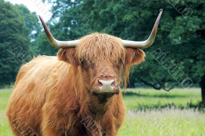 Highland bull, Scotland