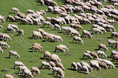 sheep herd on green meadow