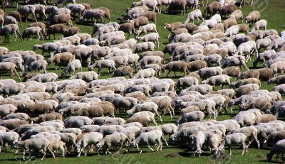 sheep herd on green meadow