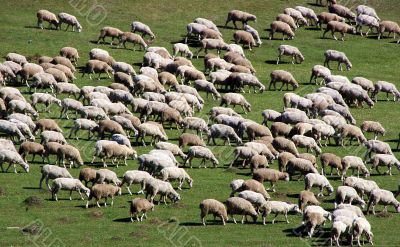 sheep herd on green meadow