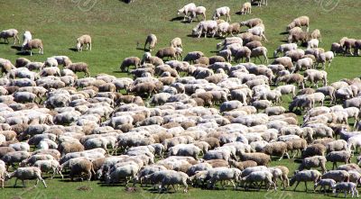 sheep herd on green meadow