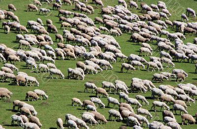 sheep herd on green meadow