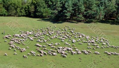 sheep herd on green meadow