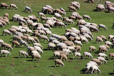 sheep herd on green meadow