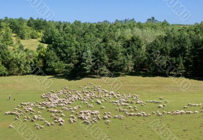 sheep herd on green meadow sheep herd on green meadow