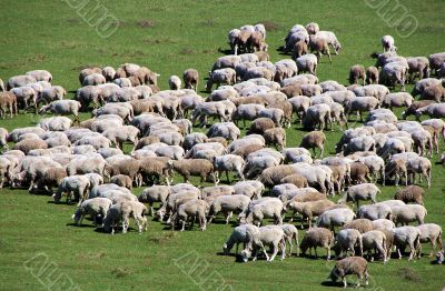 sheep herd on green meadow