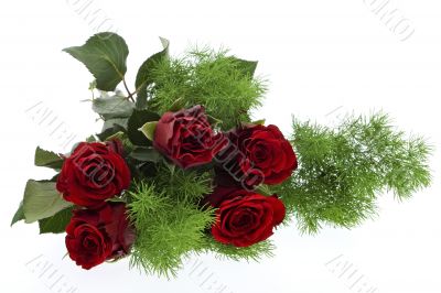 red roses against white background