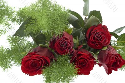 red roses against white background