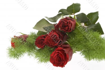 red roses against white background