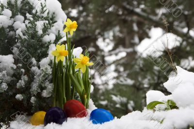 Easter eggs and narcissus in the snow Easter eggs and narcissus in the snow