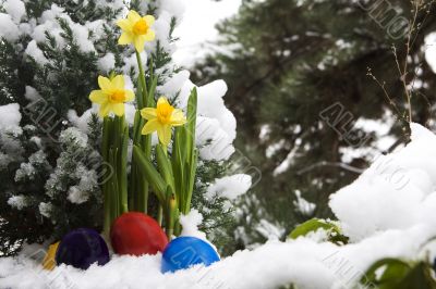 Easter eggs and narcissus in the snow Easter eggs and narcissus in the snow