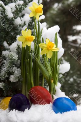 Easter eggs and narcissus in the snow Easter eggs and narcissus in the snow