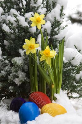 Easter eggs and narcissus in the snow Easter eggs and narcissus in the snow