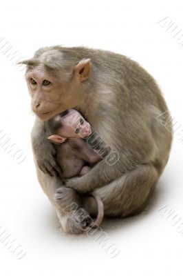 Monkey Macaca Family in Indian Town