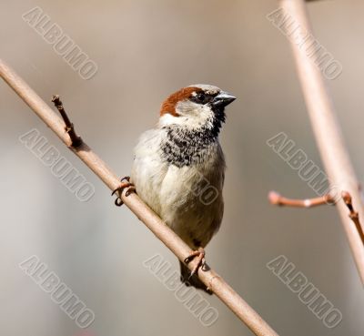 Sparrow on a branch