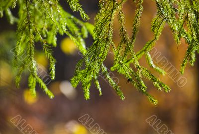 Fir-tree branches