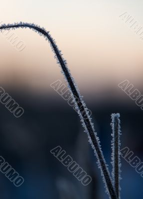 Winter abstract