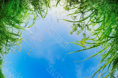 Has fallen in a grass Has fallen in a grass