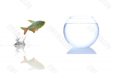 Fishes