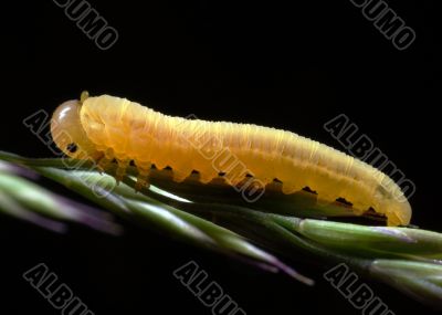 Caterpillar (larva) on a cone