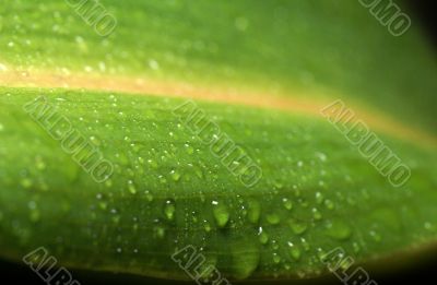 Dew drops on green sheet