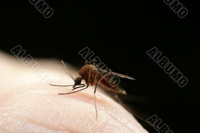 The mosquito ordinary