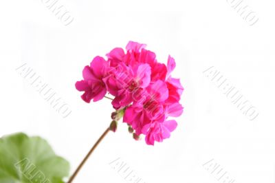 Geranium