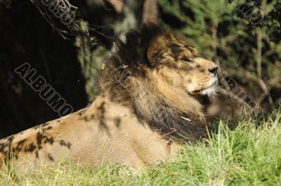 African lion resting in the sun
