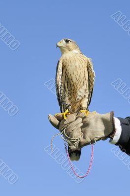 Peregrine falcon over blue sky