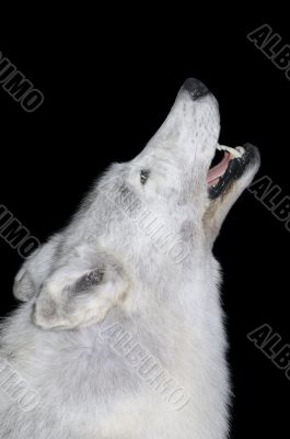 Wolf howling on black