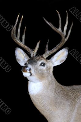 Whitetail buck isolated on black
