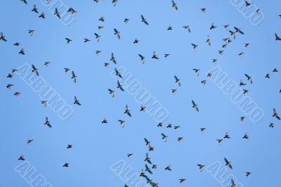waxwings in sky