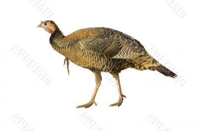 Turkey hen or very young jake strutting