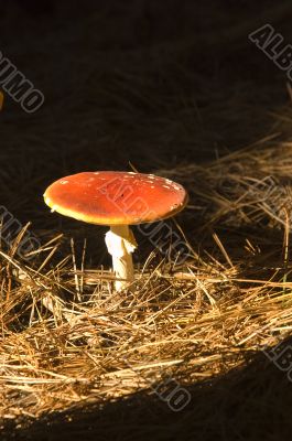 Amanita muscaria- magic mushroom