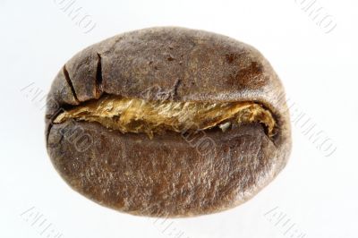 Coffee Bean