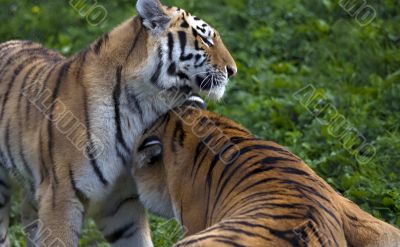 Two tigers playing in aggressive manner